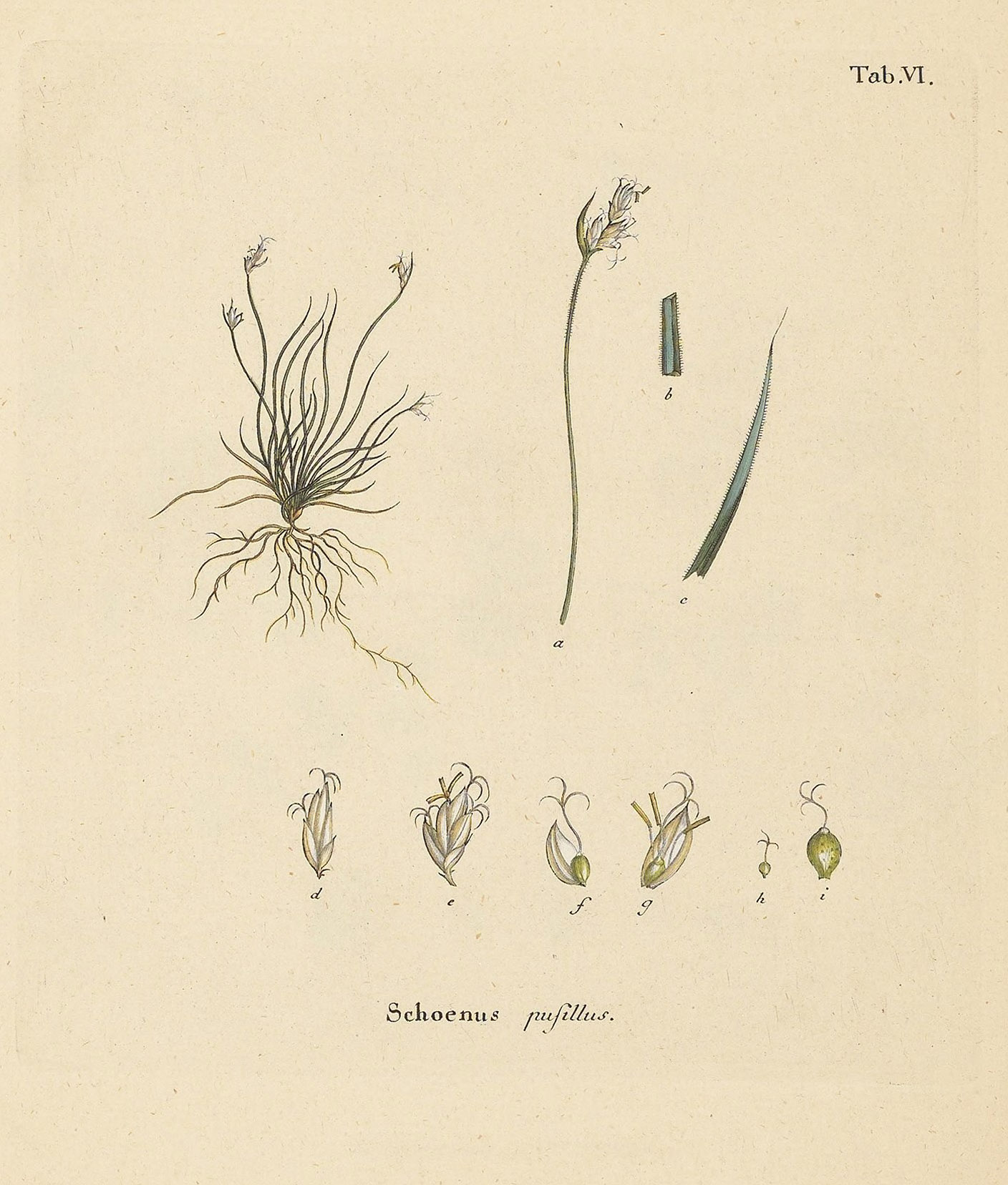 Rhynchospora berteroi