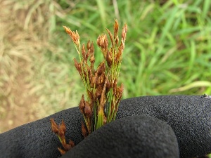 Rhynchospora caduca