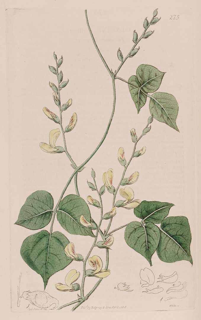 Rhynchosia caribaea