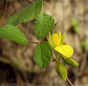 Rhynchosia cinerea