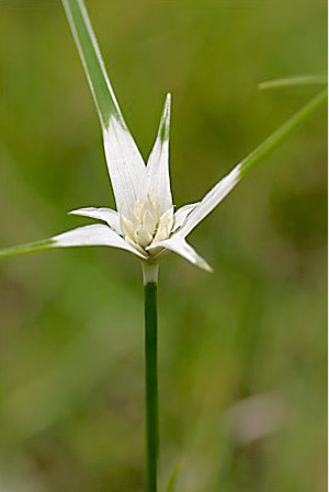 Rhynchospora colorata