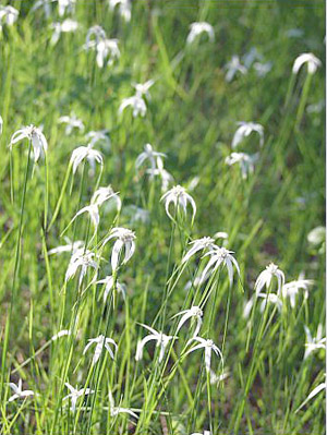 Rhynchospora colorata