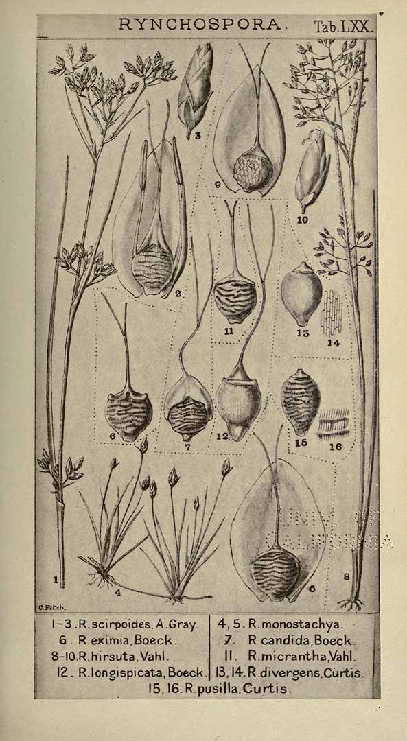Rhynchospora divergens