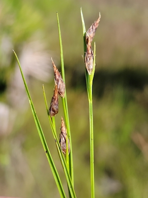 Rhynchospora eximia