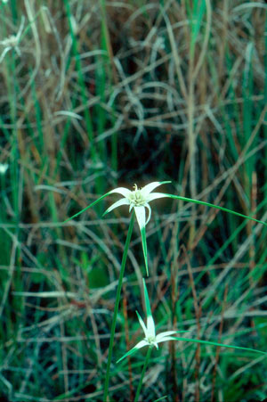 Rhynchospora floridensis