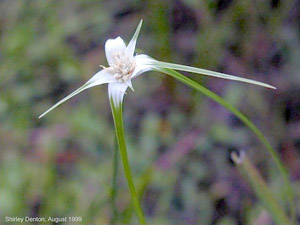 Rhynchospora floridensis