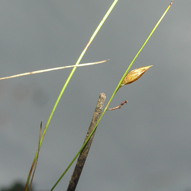 Rhynchospora galeana