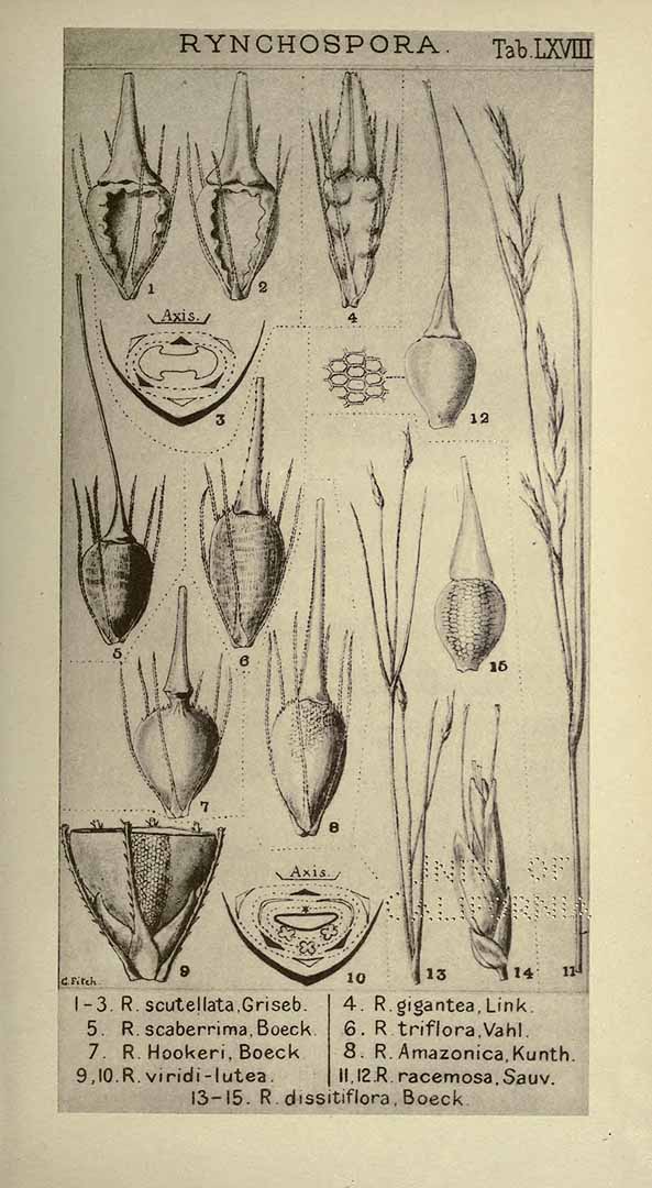 Rhynchospora gigantea