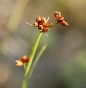 Rhynchospora grayi