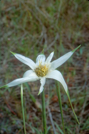 Rhynchospora latifolia