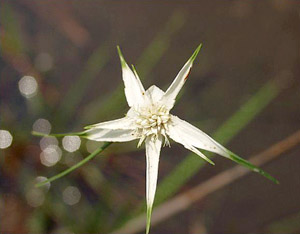 Rhynchospora latifolia