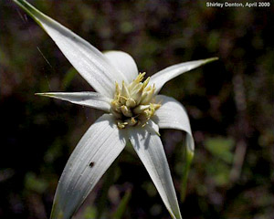 Rhynchospora latifolia