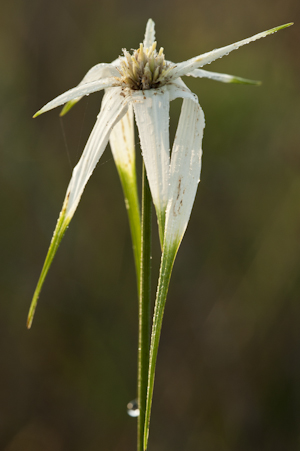 Rhynchospora latifolia