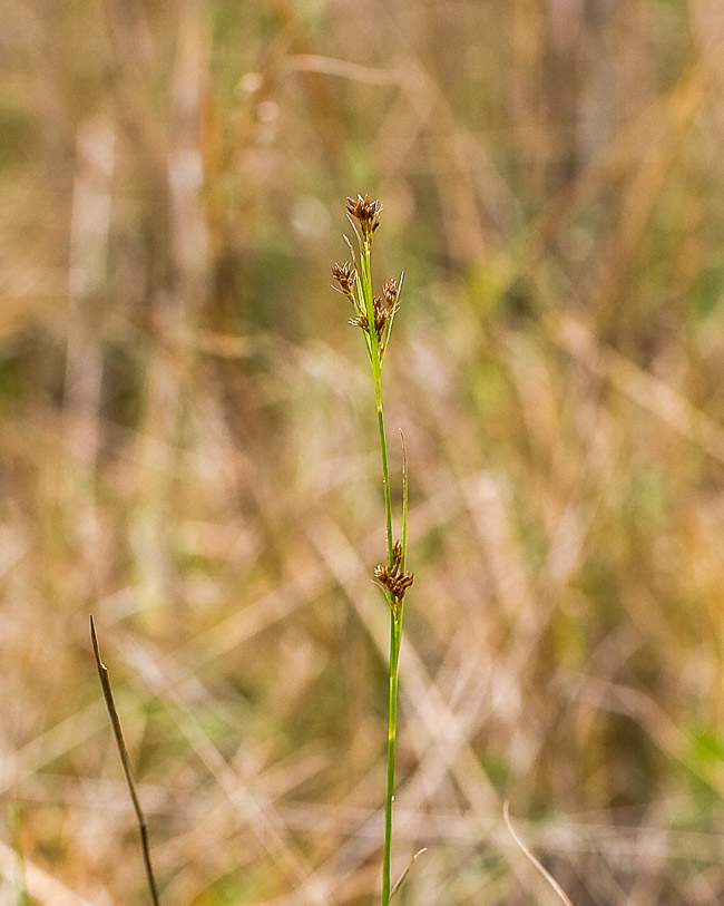 Rhynchospora microcarpa