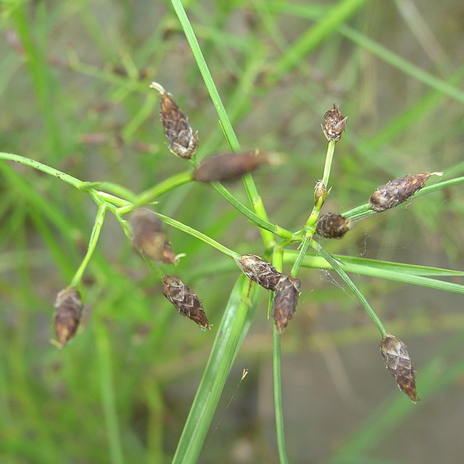 Rhynchospora nitens