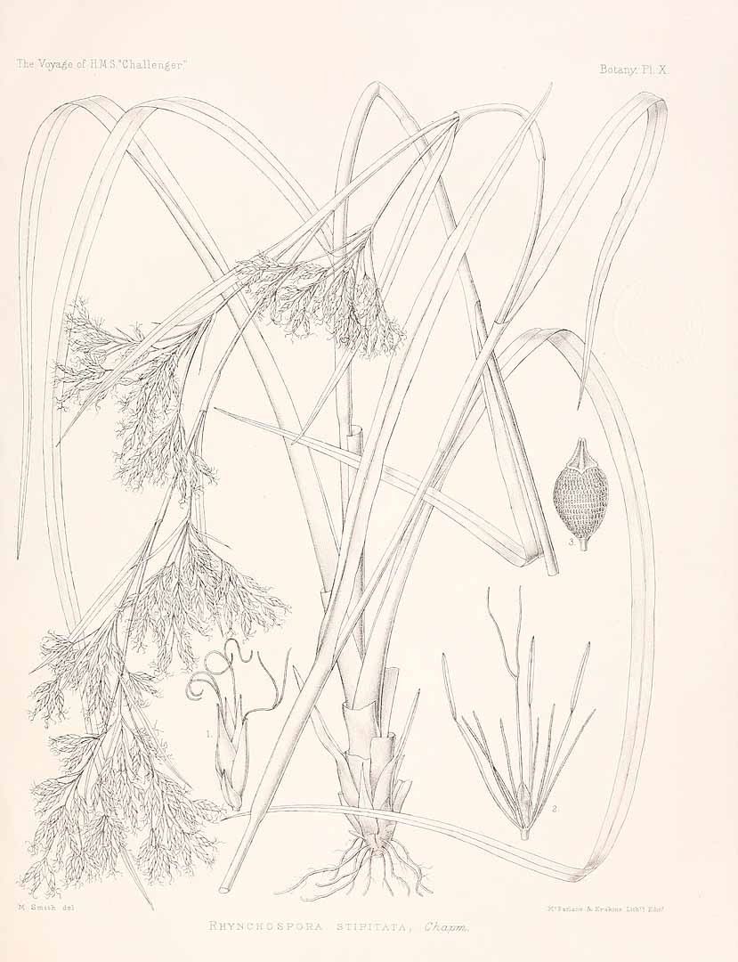 Rhynchospora odorata