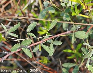 Rhynchosia parvifolia