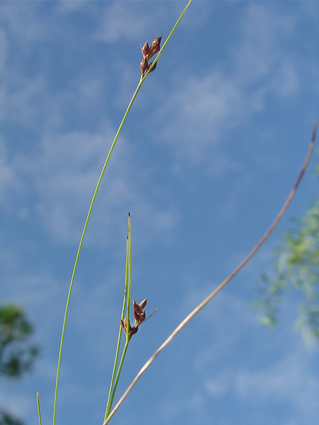 Rhynchospora plumosa