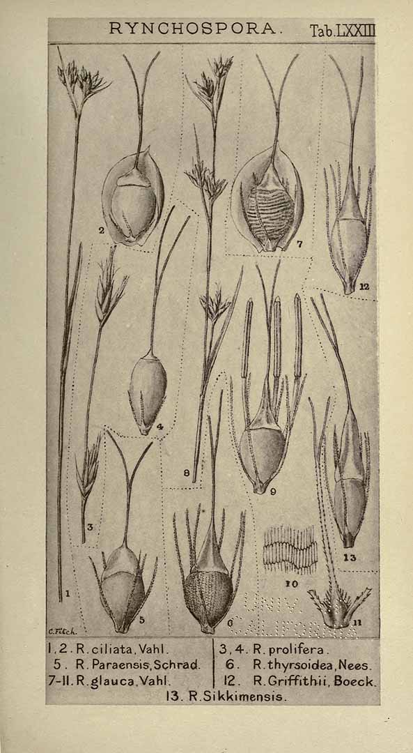 Rhynchospora rugosa