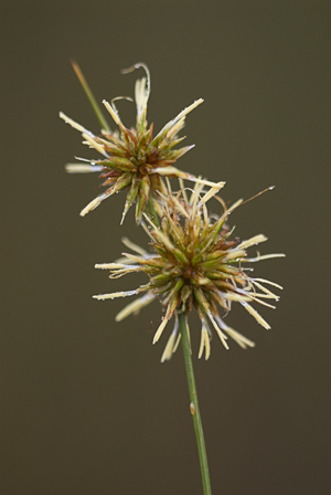 Rhynchospora tracyi