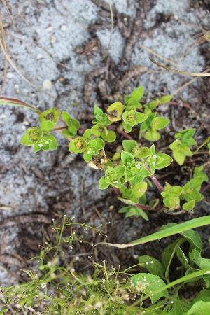 Richardia brasiliensis