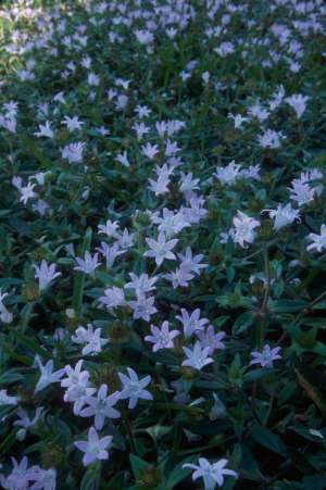 Richardia grandiflora