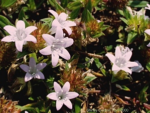 Richardia grandiflora