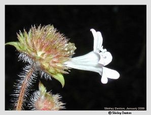 Richardia grandiflora