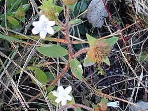 Richardia grandiflora