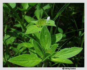 Richardia scabra