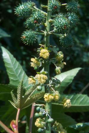 Ricinus communis