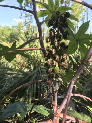 Ricinus communis