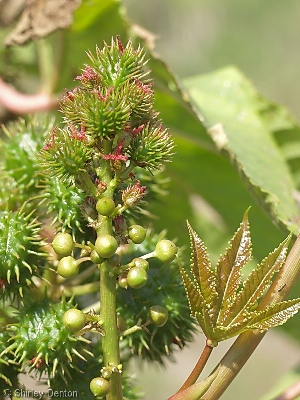 Ricinus communis