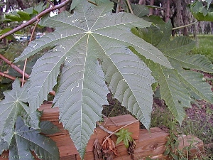 Ricinus communis