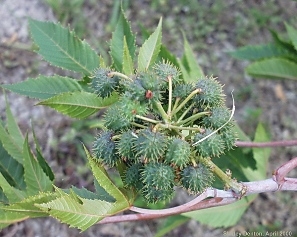 Ricinus communis