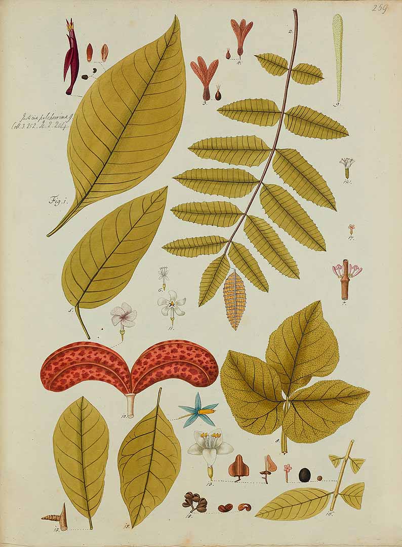Rochefortia spinosa