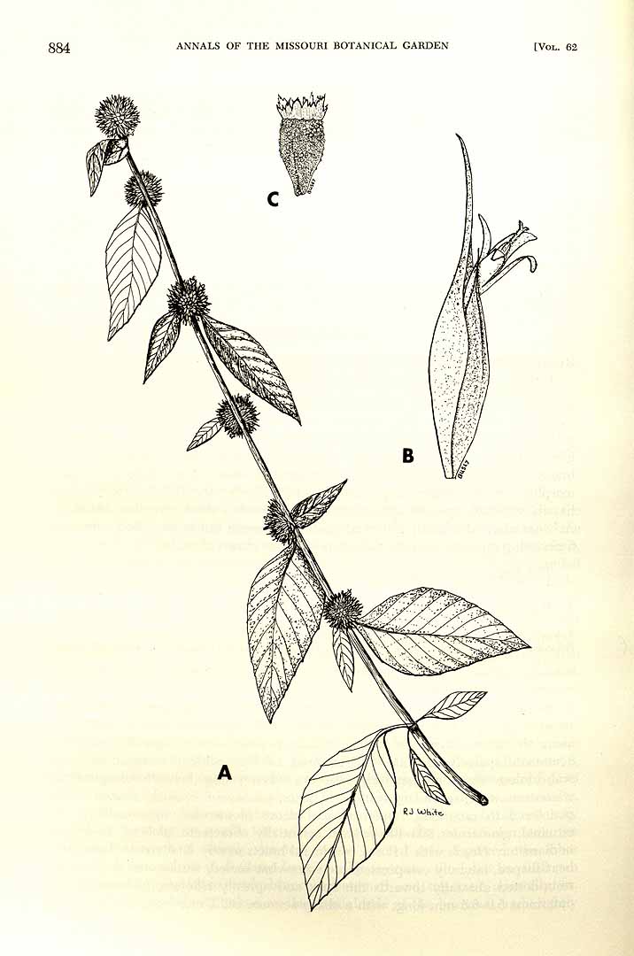 Rolandra fruticosa