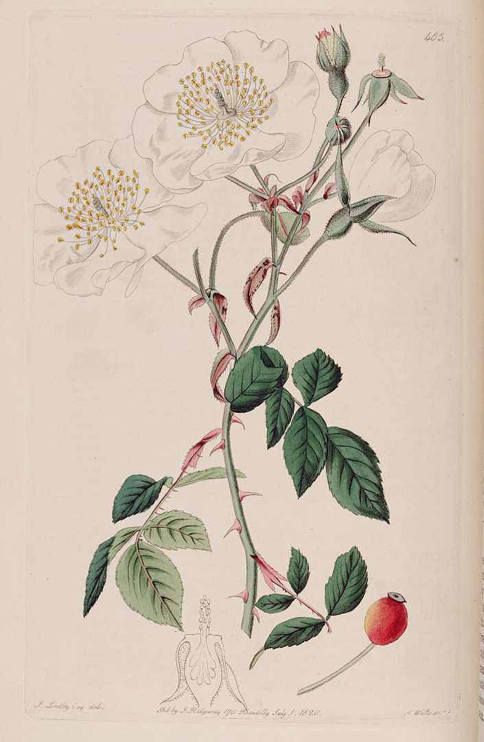 Rosa sempervirens