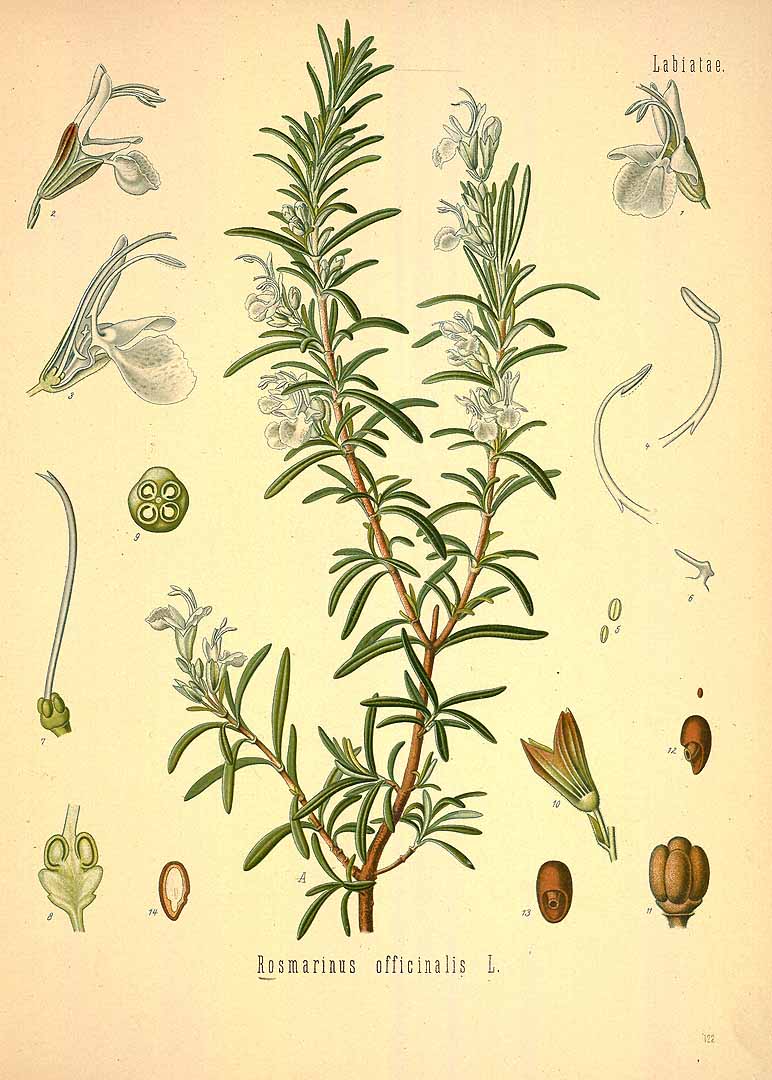 Rosmarinus officinalis