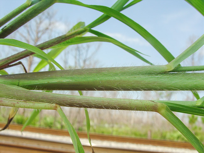 Rottboellia cochinchinensis