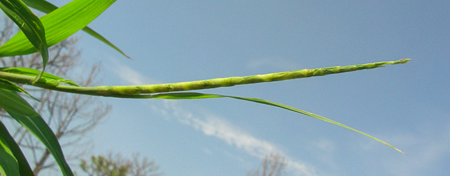 Rottboellia cochinchinensis