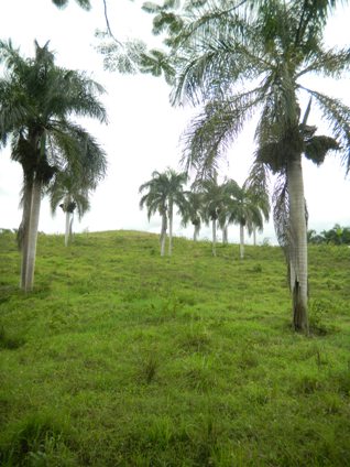 Roystonea borinquena