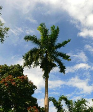 Roystonea borinquena