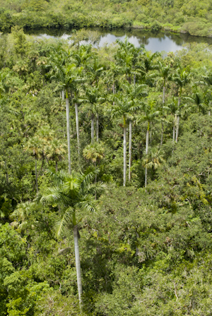 Roystonea regia