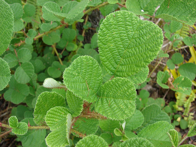 Rubus ellipticus