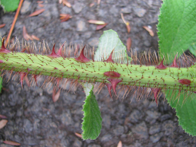 Rubus ellipticus