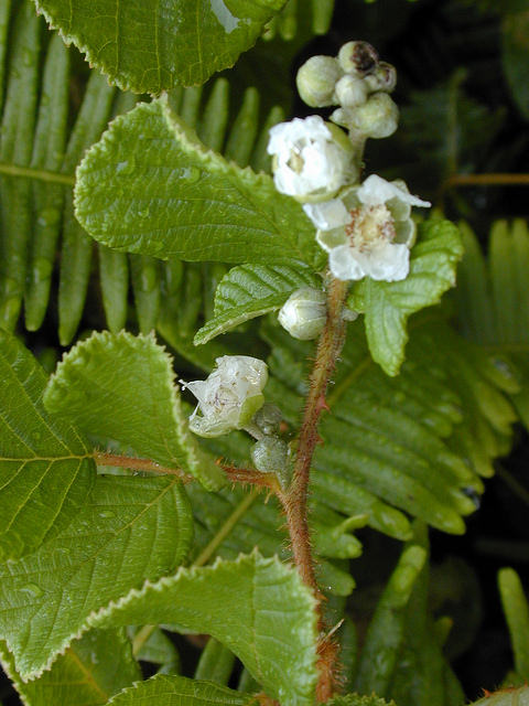 Rubus ellipticus