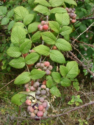 Rubus niveus