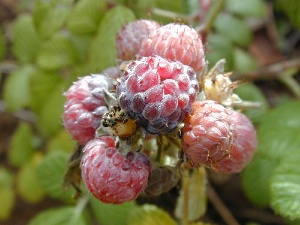 Rubus niveus