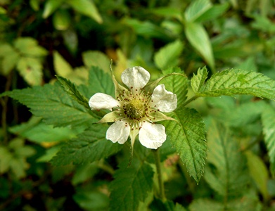 Rubus rosifolius